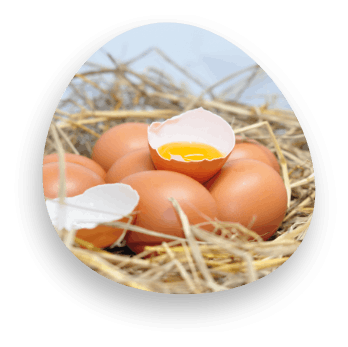 Quality Eggs